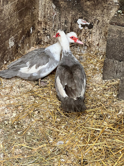 Lavender Pied Muscovy Hatching eggs - 6 Pack - ZM Sports