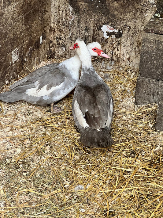 Lavender Pied Muscovy Hatching eggs - 6 Pack - ZM Sports