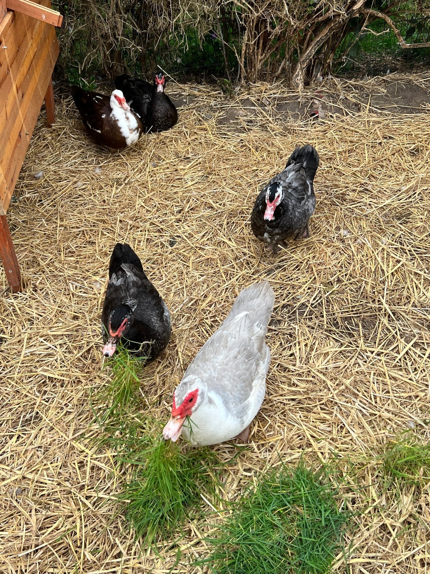 Rare colour Muscovy Hatching Eggs - pack of 12 - ZM Sports