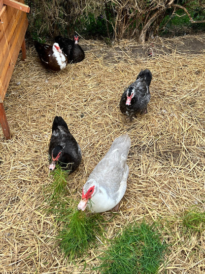 Rare colour Muscovy Hatching Eggs - pack of 12 - ZM Sports