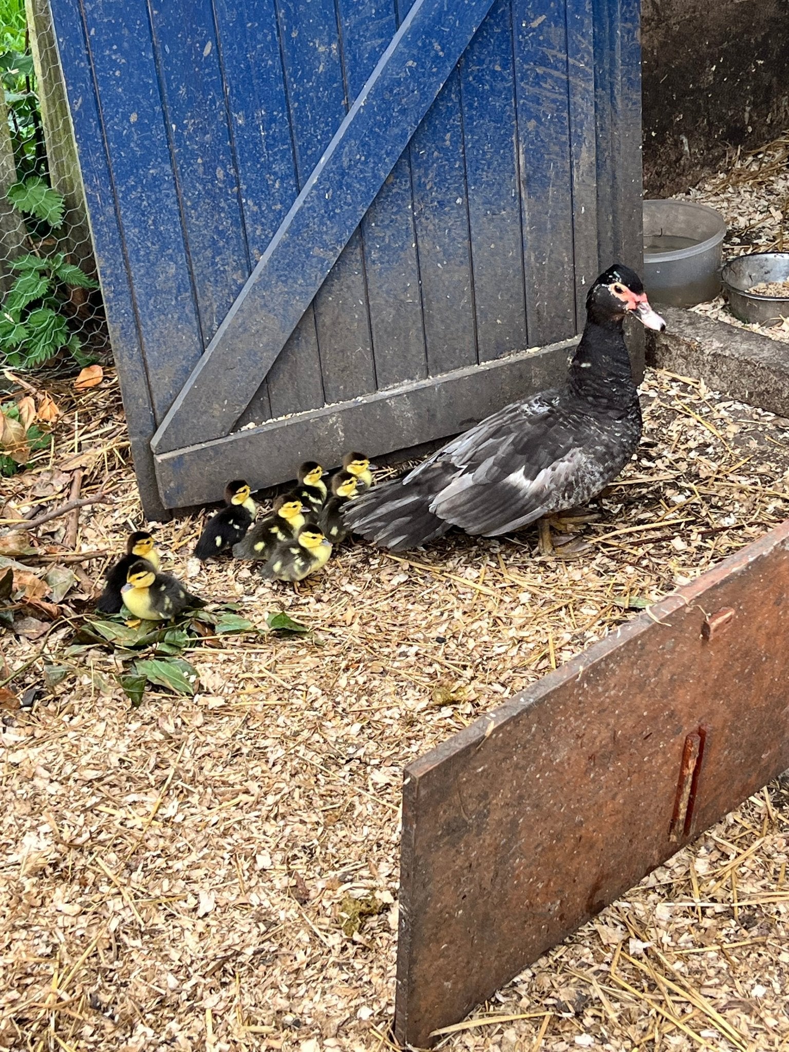 Rare colour Muscovy Hatching Eggs - pack of 12 - ZM Sports