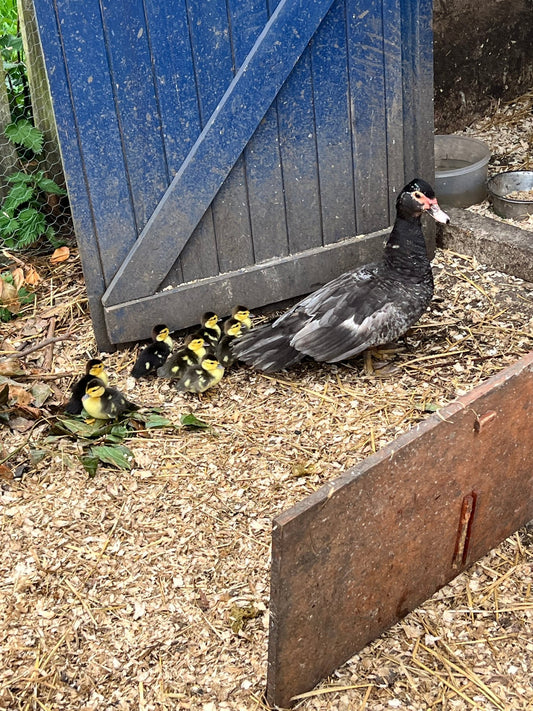 Rare colour Muscovy Hatching Eggs - pack of 12 - ZM Sports